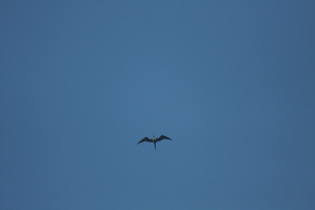Magnificent Frigatebird - ML646272287