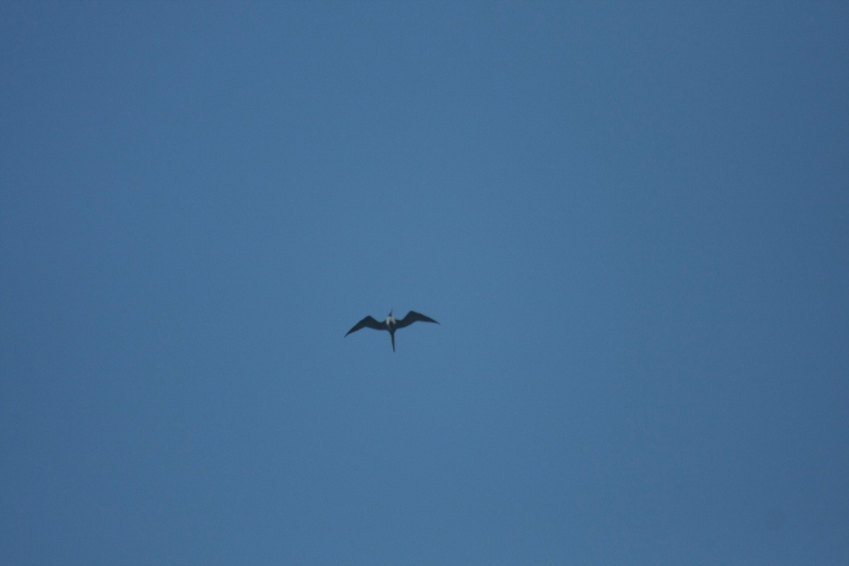 Magnificent Frigatebird - ML646272288