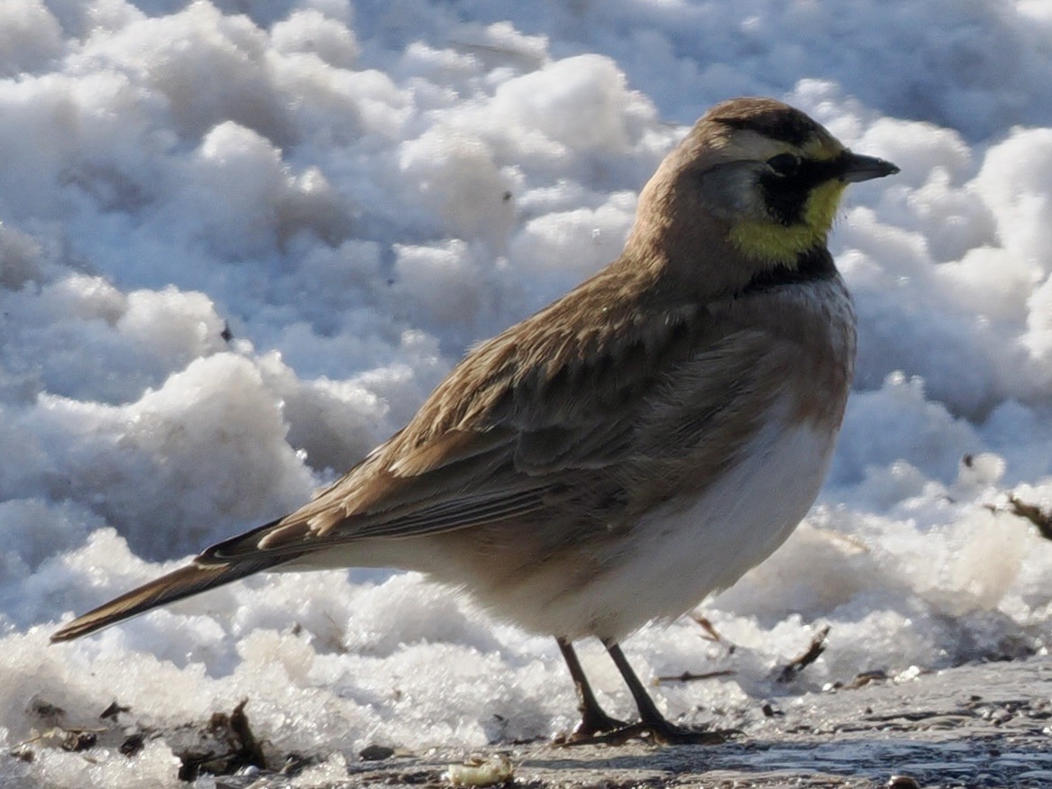 Horned Lark - ML646272289
