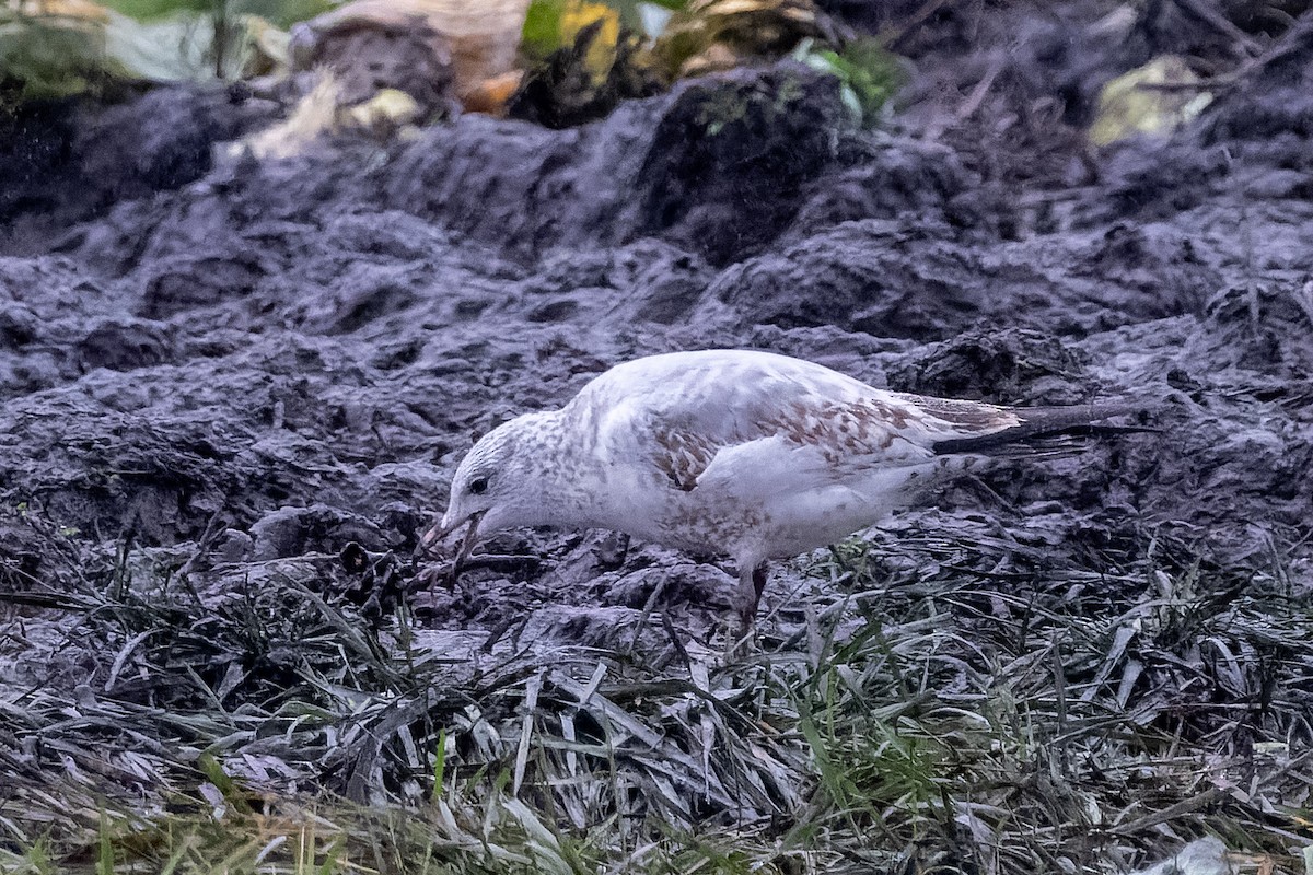 Ring-billed Gull - ML646272290