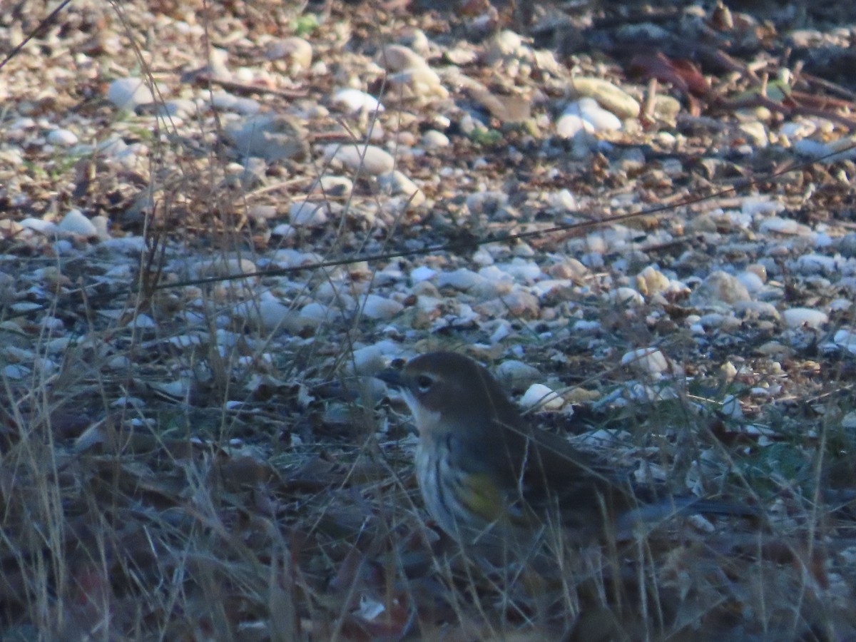 Yellow-rumped Warbler - ML646272291