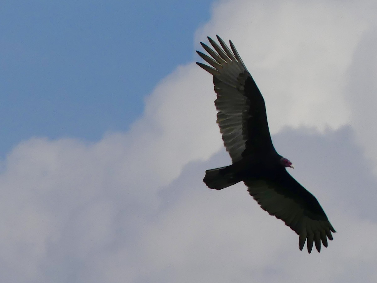 Turkey Vulture - ML646272295