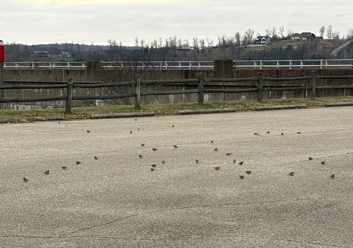 American Goldfinch - ML646272297