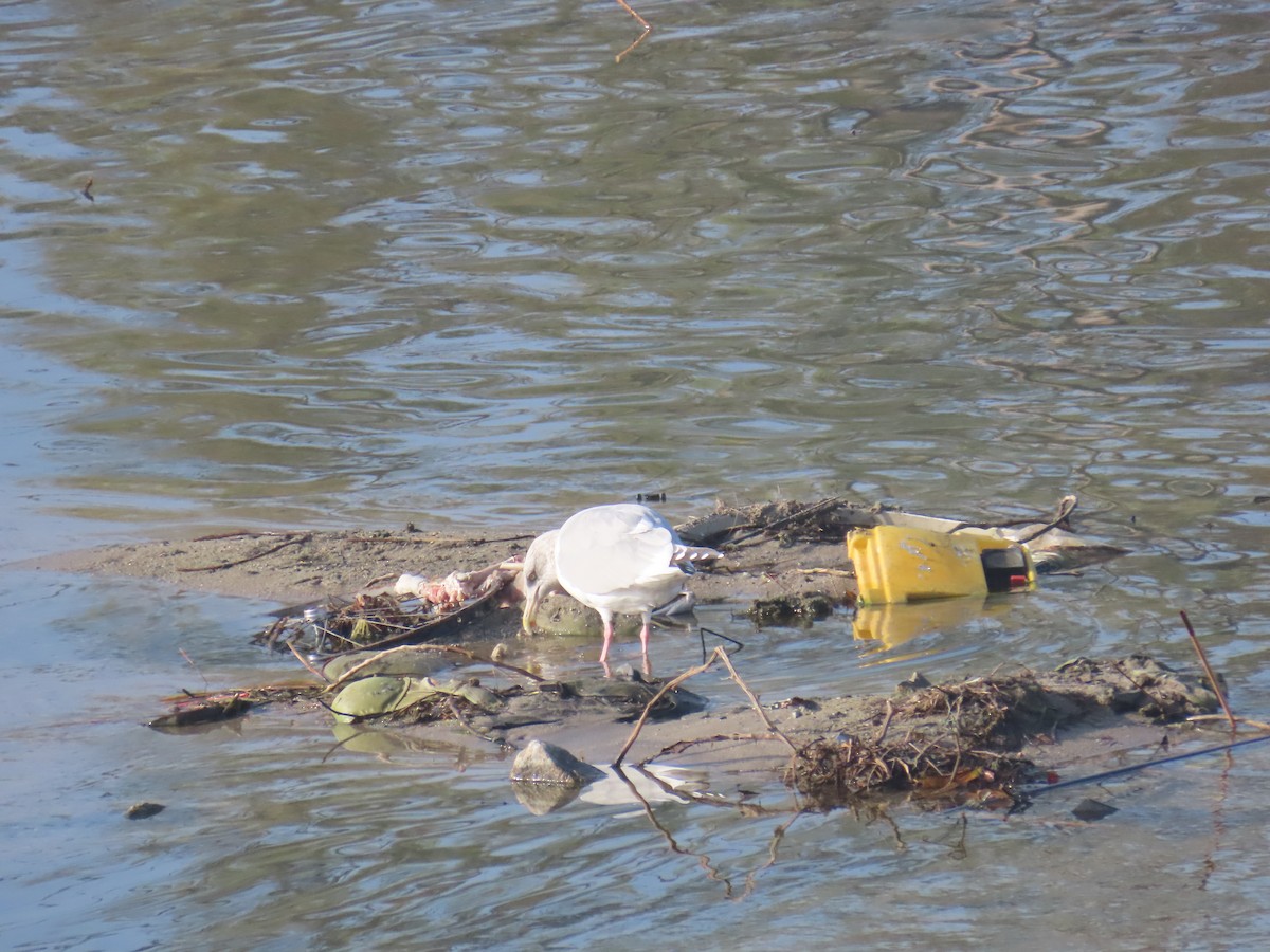 American Herring Gull - ML646272299