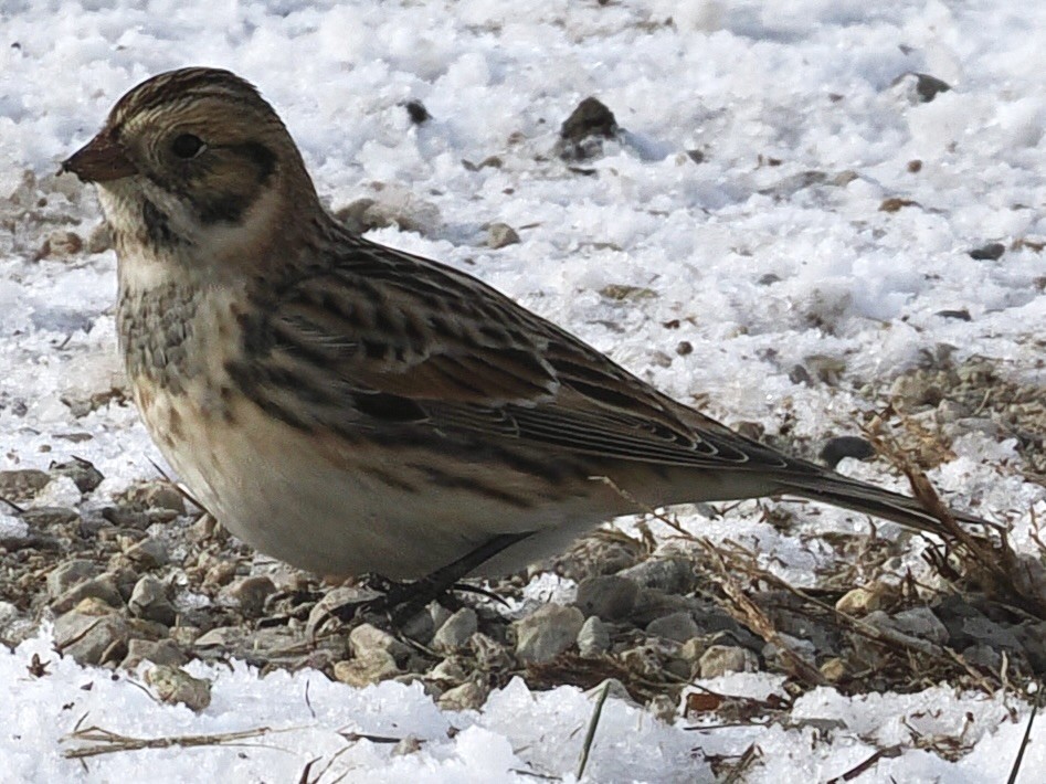 Lapland Longspur - ML646272300