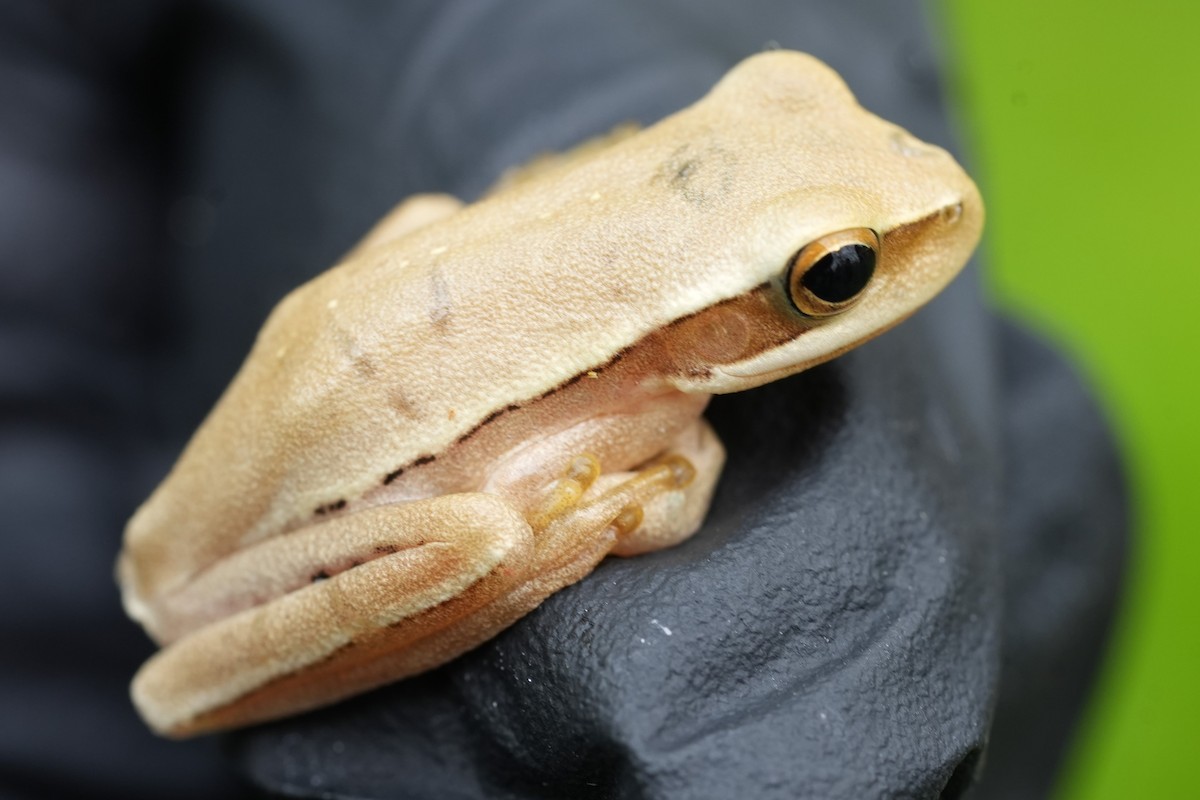 Montevideo Tree Frog - ML646272301