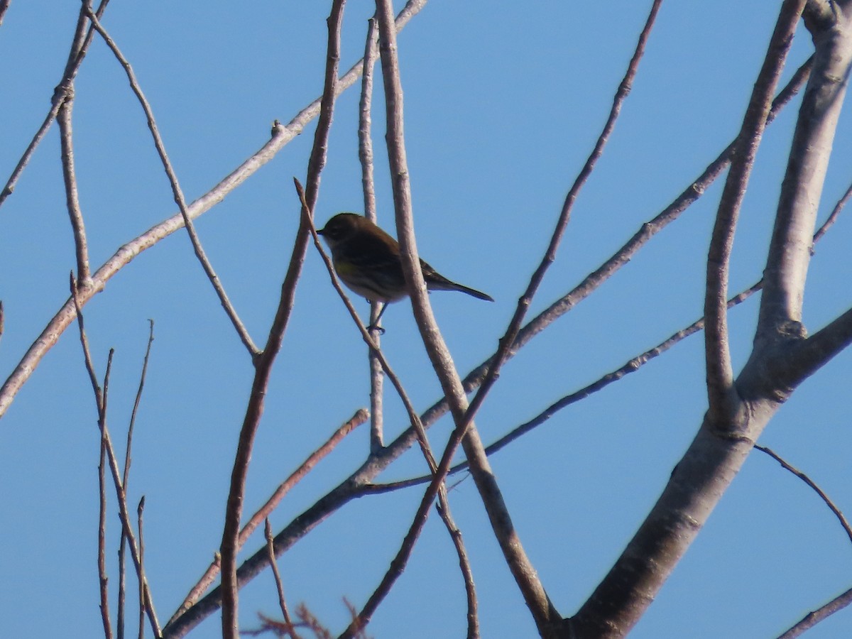 Yellow-rumped Warbler - ML646272302