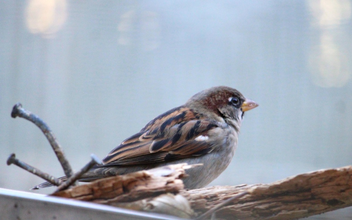 House Sparrow - ML646272330