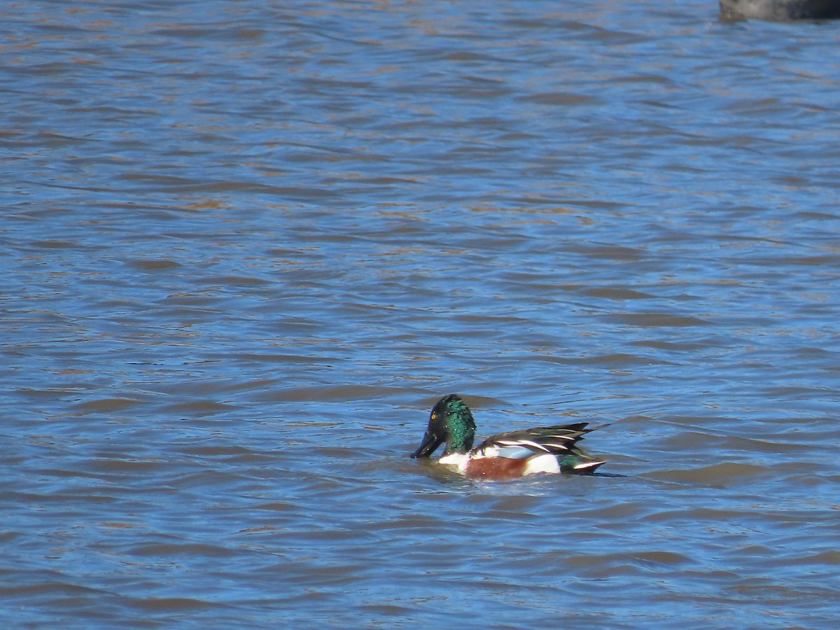 Широконоска - ML646272339