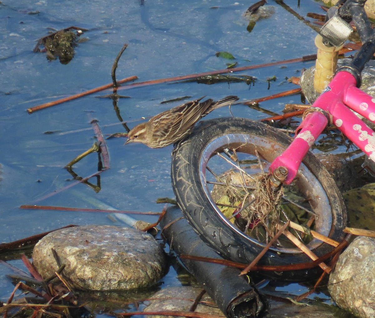 Red-winged Blackbird - ML646272342