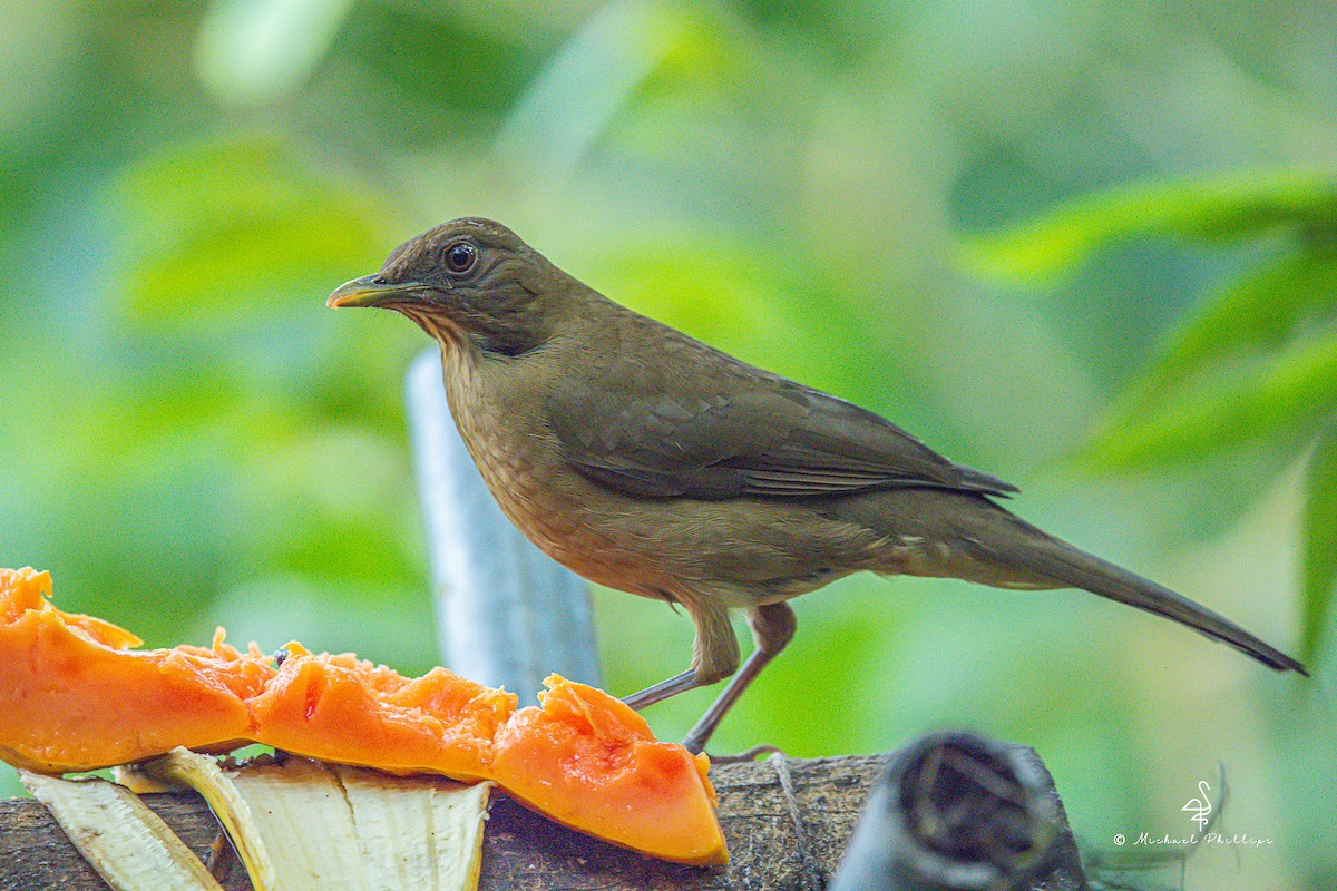 Рыжеватый дрозд - ML646272344
