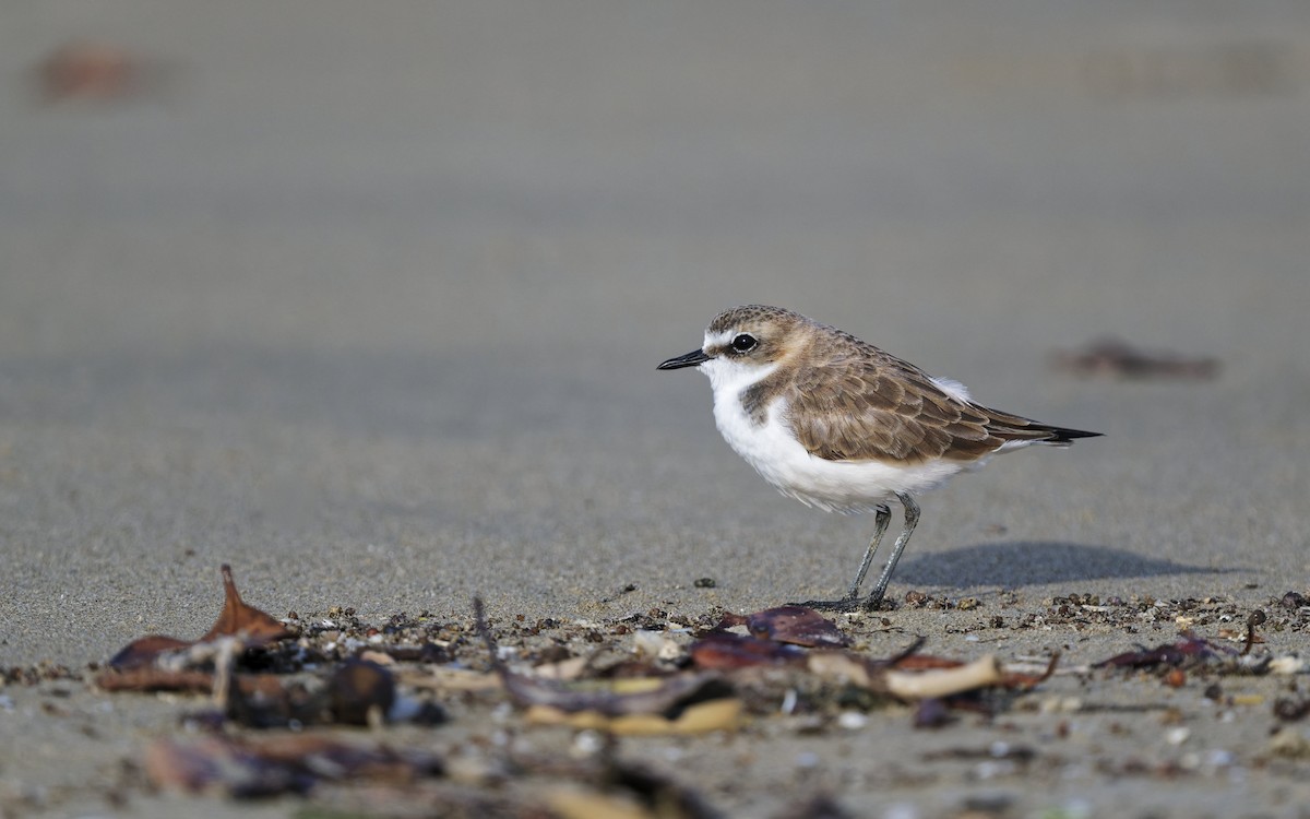 Красношапочный зуёк - ML646272345