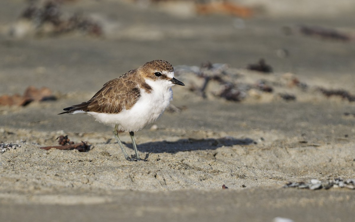 Красношапочный зуёк - ML646272346