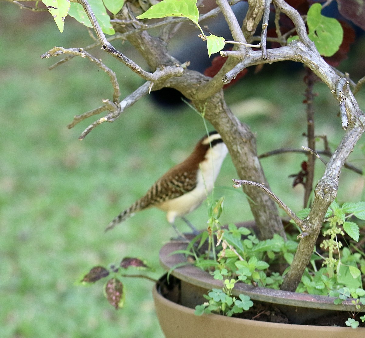 Rufous-backed Wren - ML646272347