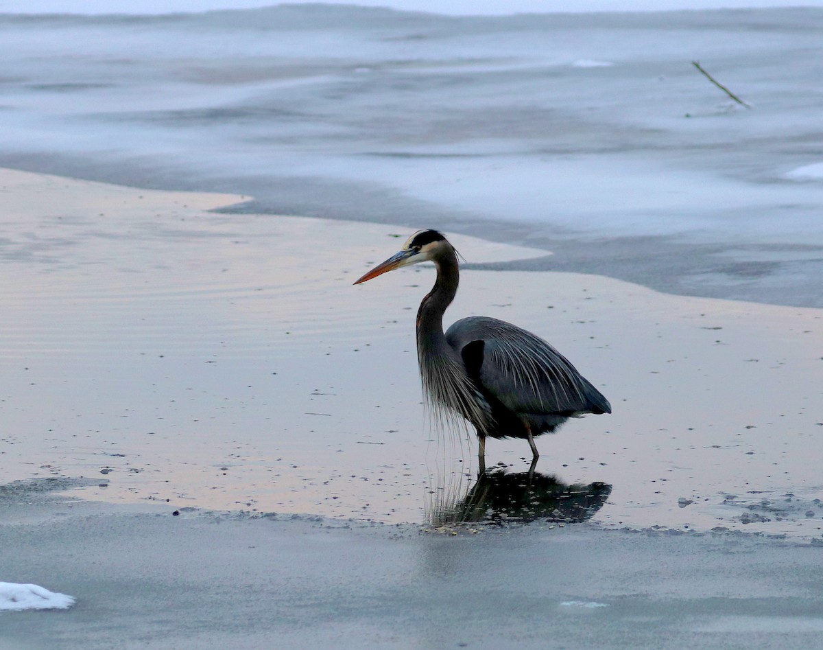 Большая голубая цапля - ML646272348