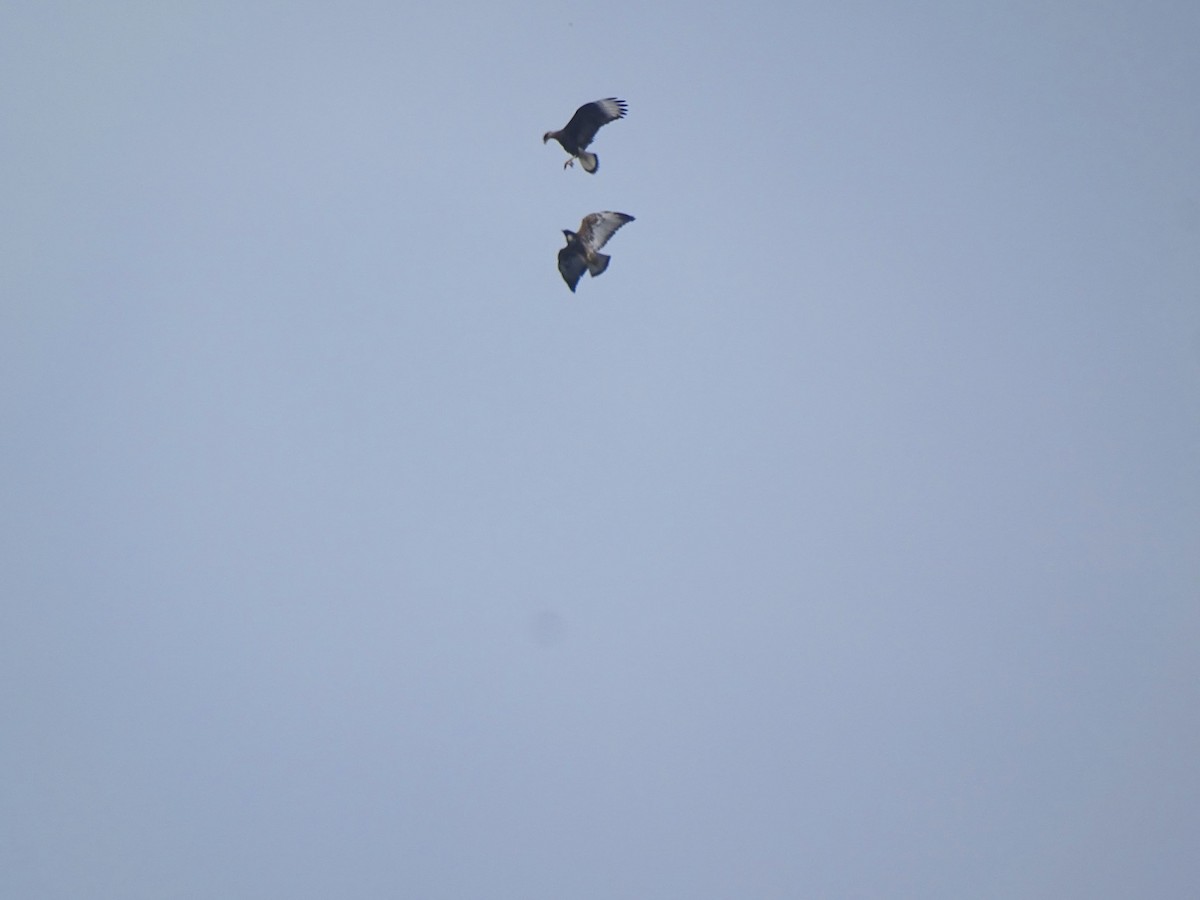 Белохвостая агуйя - ML646272349