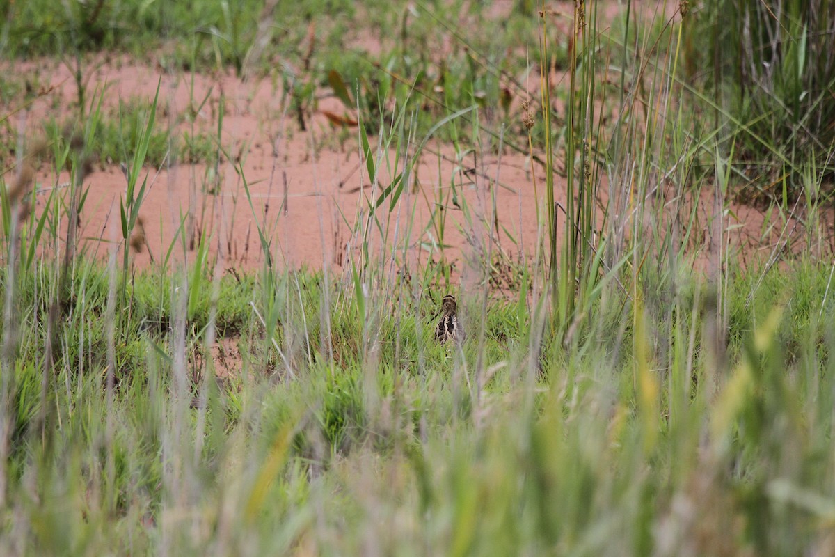 Японский бекас - ML646272350