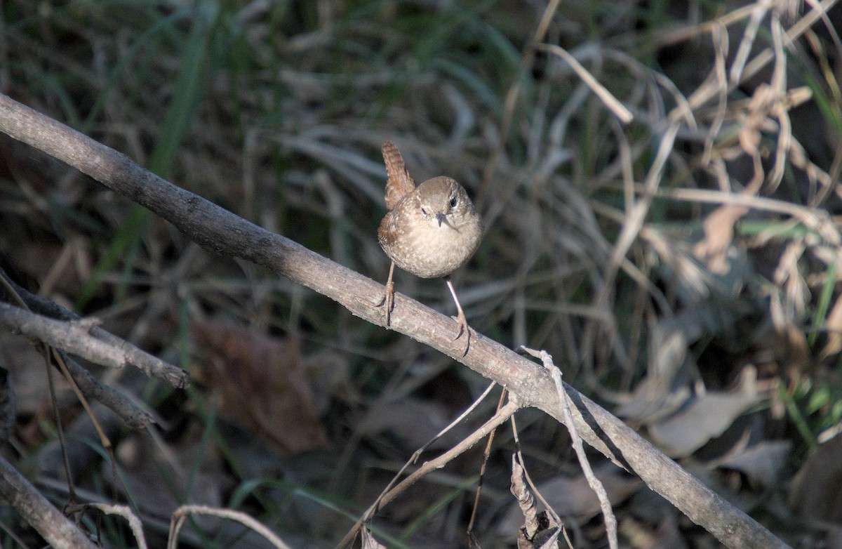 Американский крапивник - ML646272351