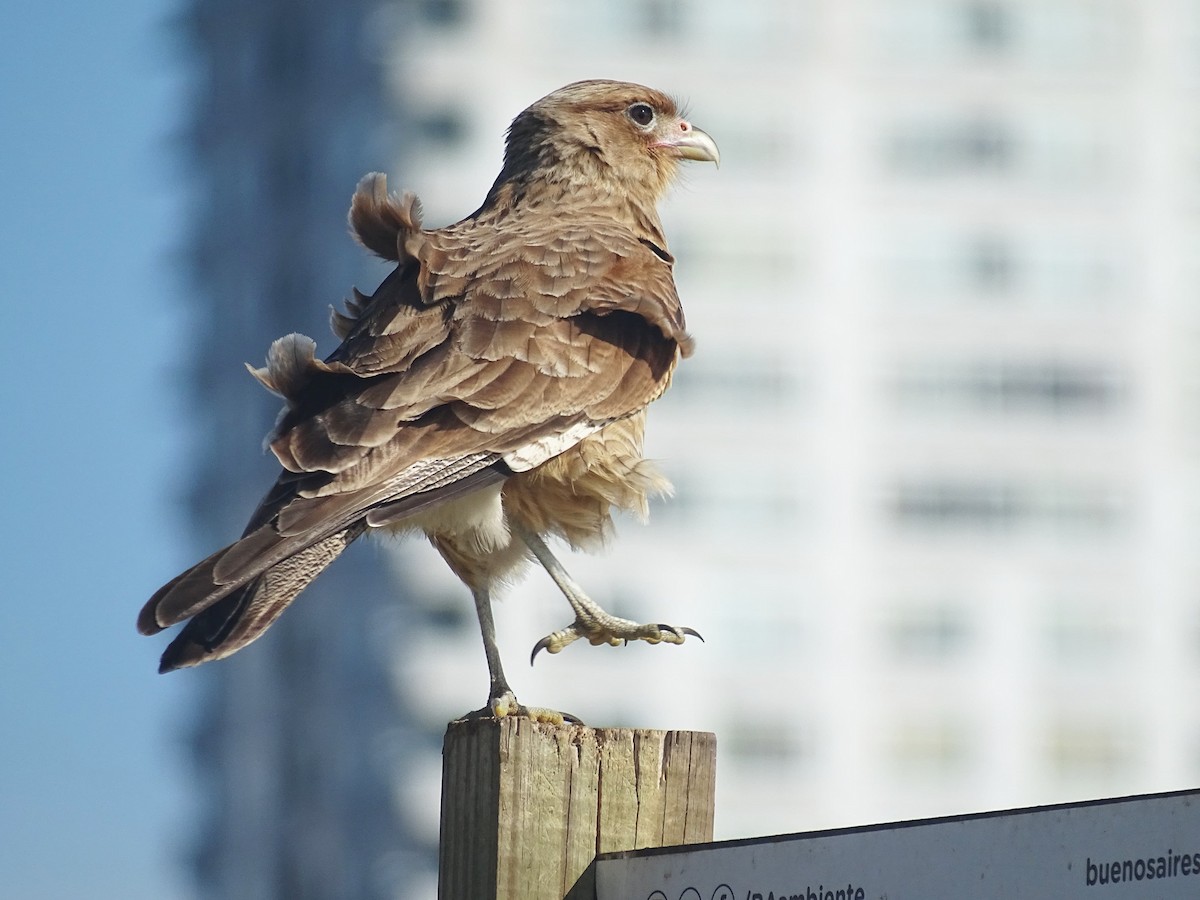 Химанго - ML646272352