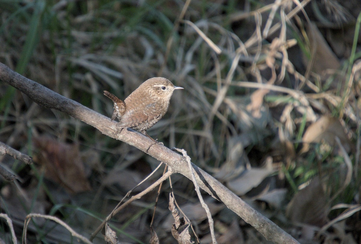 Американский крапивник - ML646272353