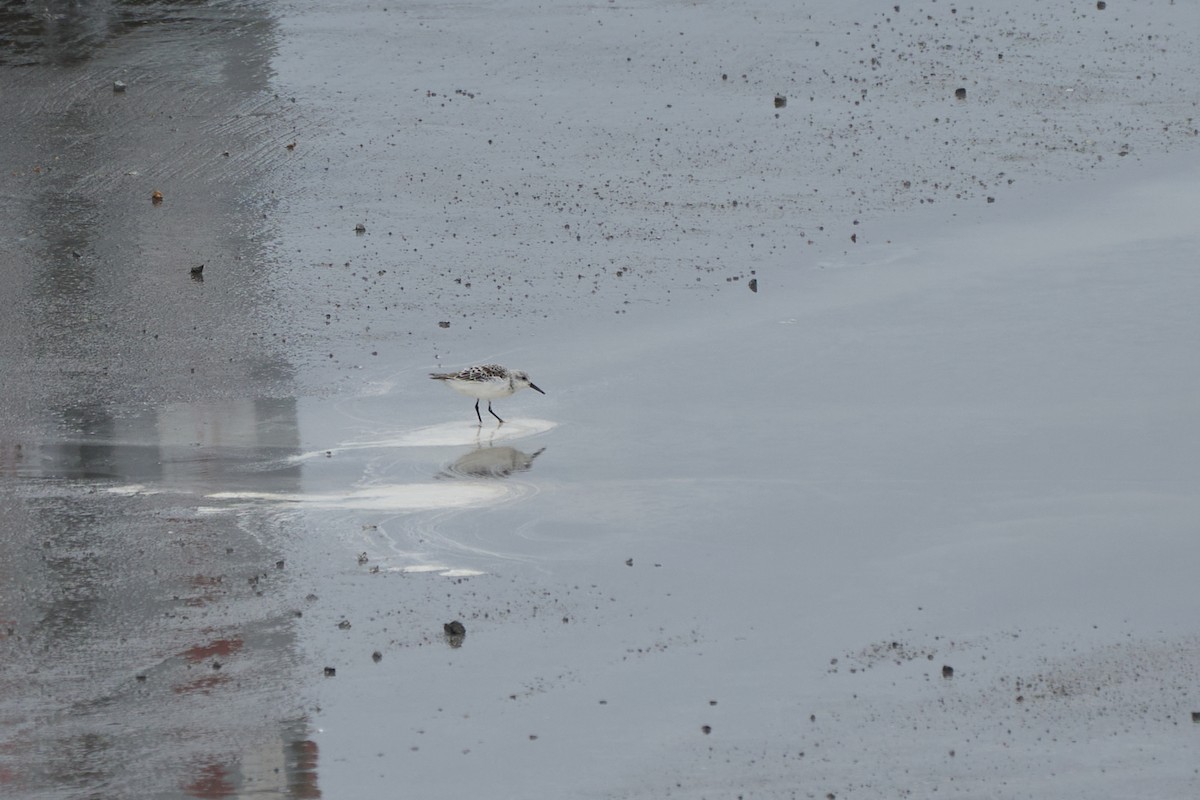 Песчанка - ML646272357