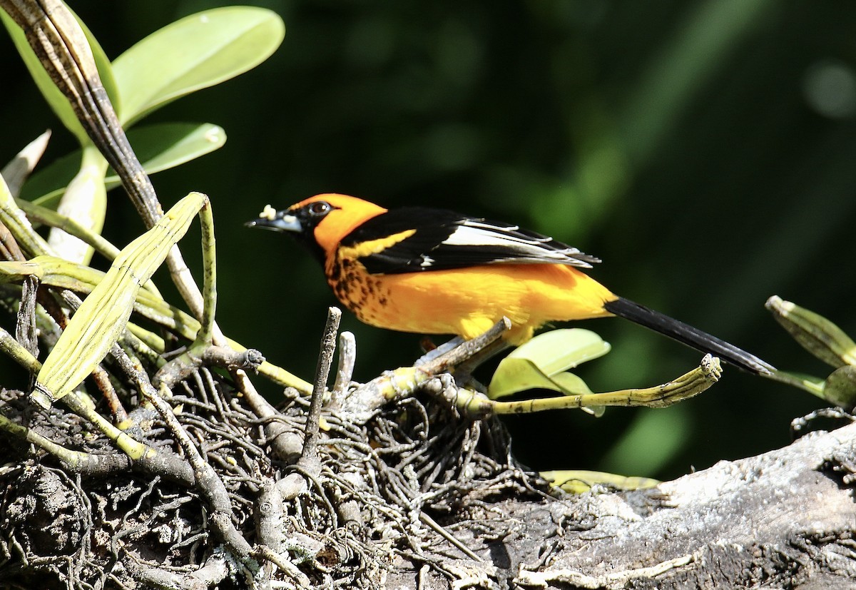 Пестрогрудый трупиал - ML646272358