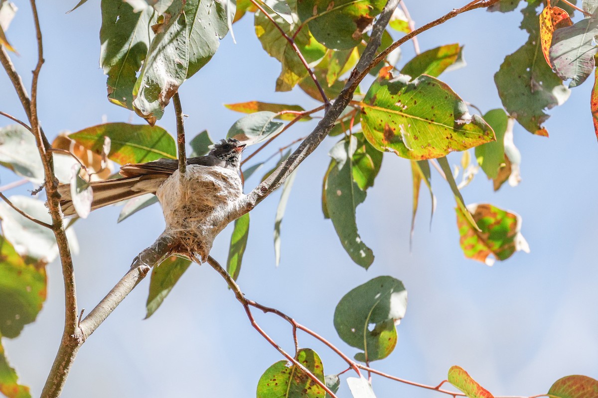 Серая веерохвостка - ML646272359