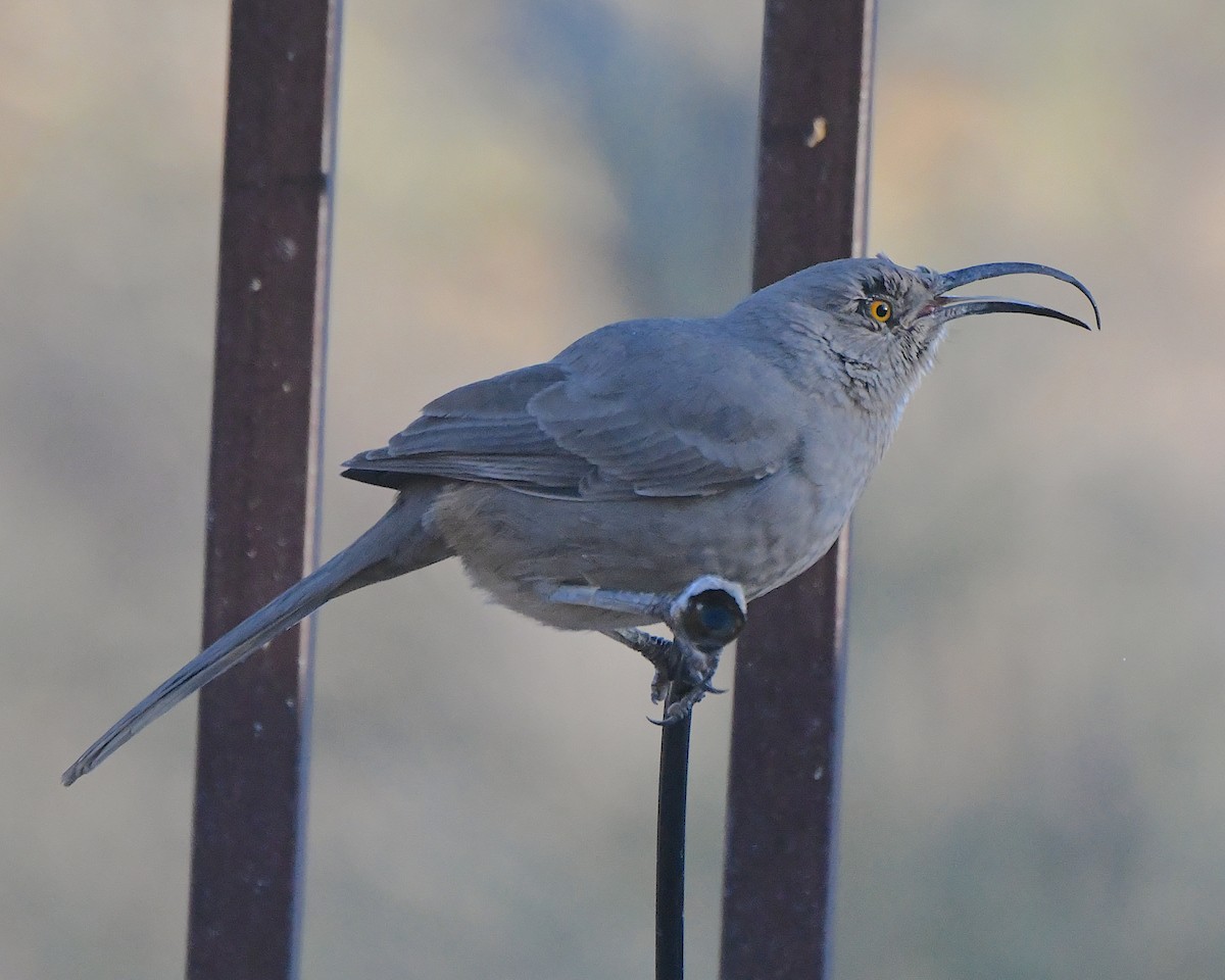 Кривоклювый пересмешник - ML646272361