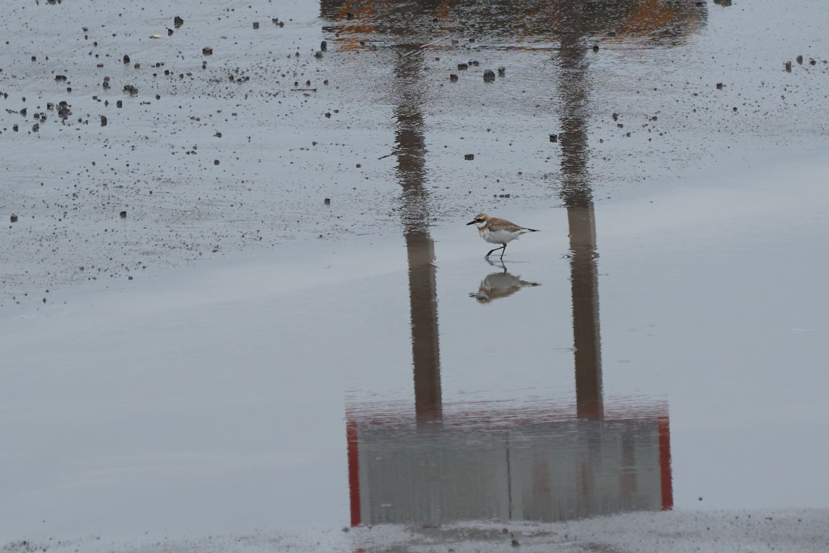 Толстоклювый зуёк - ML646272362