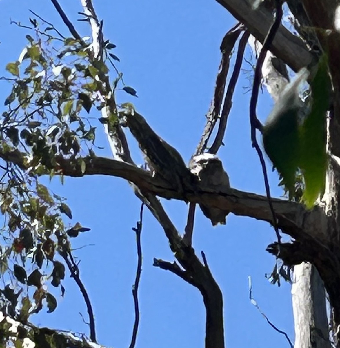 Исполинский лягушкорот - ML646272363