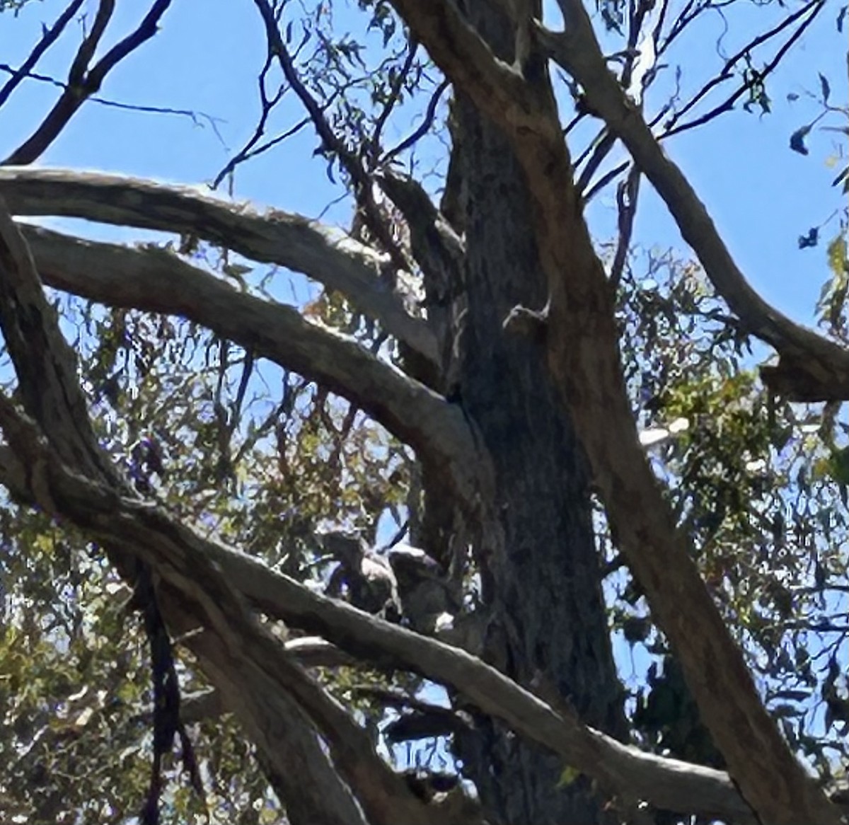 Исполинский лягушкорот - ML646272364