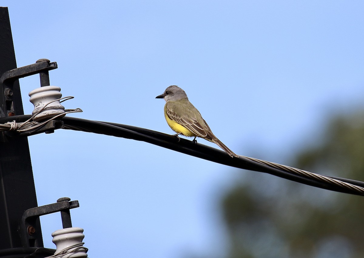 Королевский тиранн - ML646272367