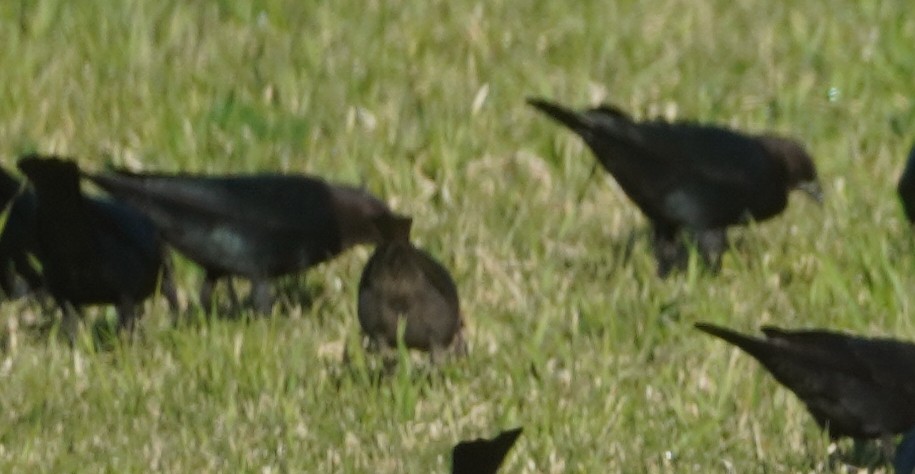 Коровий трупиал, буроголовый желтушник - ML646272368