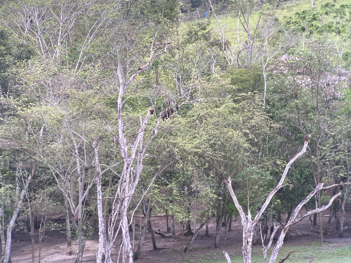 hoacin chocholatý - ML646272369