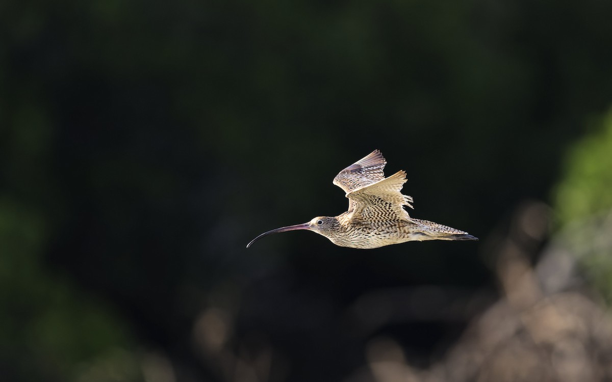 Дальневосточный кроншнеп - ML646272370