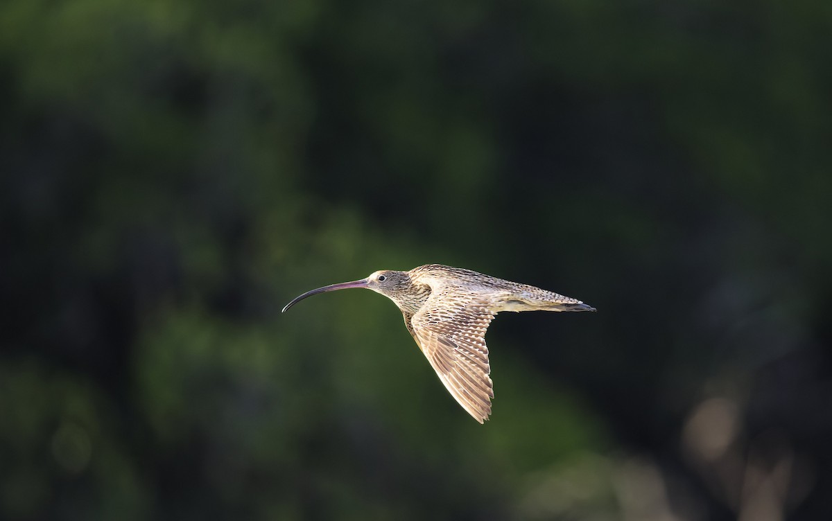 Дальневосточный кроншнеп - ML646272371