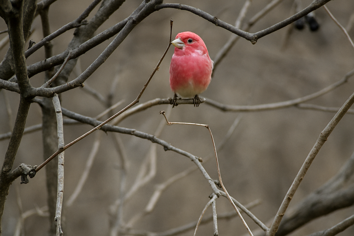 Сибирская чечевица - ML646272372