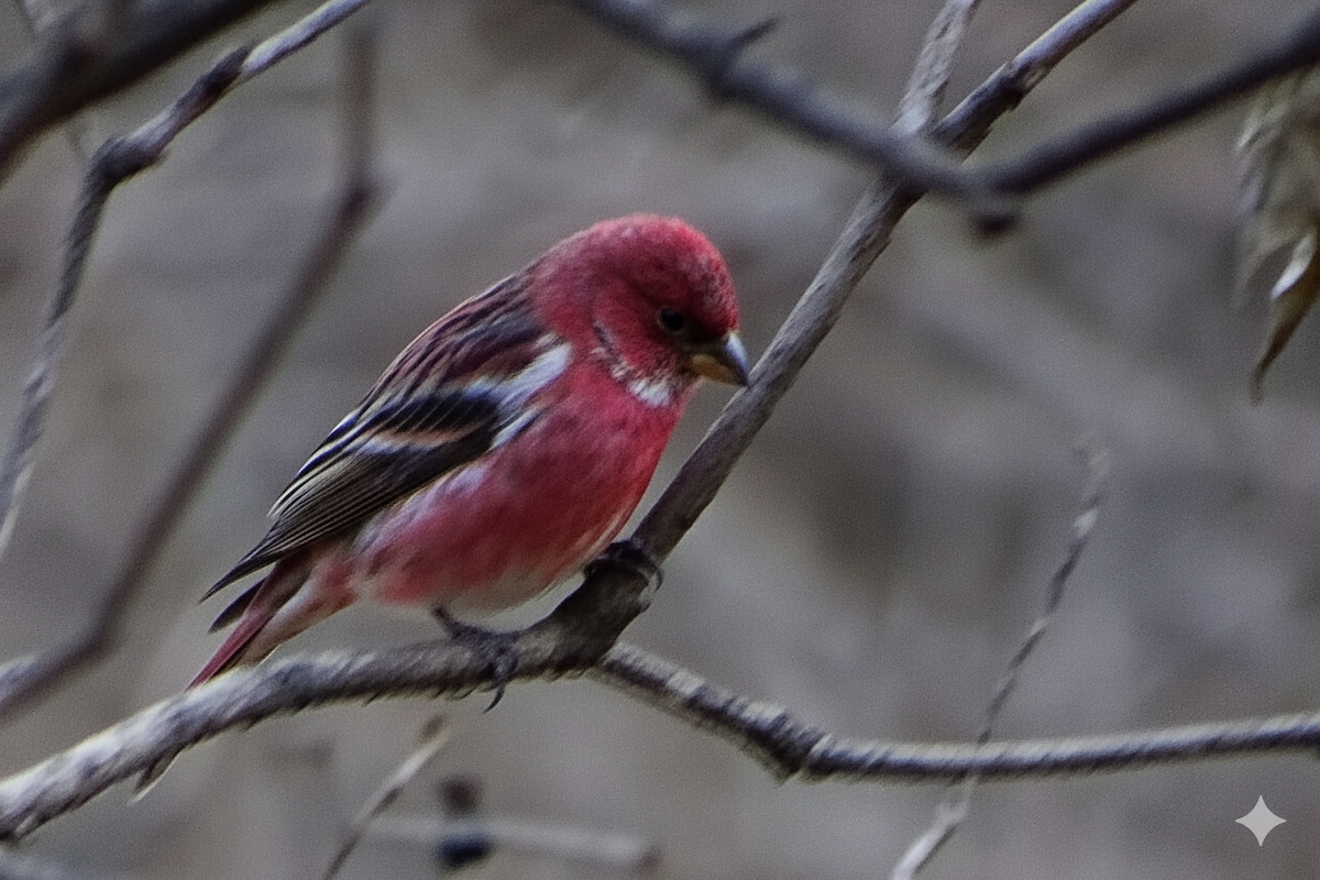 Сибирская чечевица - ML646272373