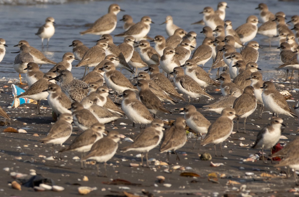 Tibetan Sand-Plover - ML646272374