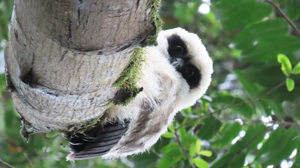 Spectacled Owl - ML646272376