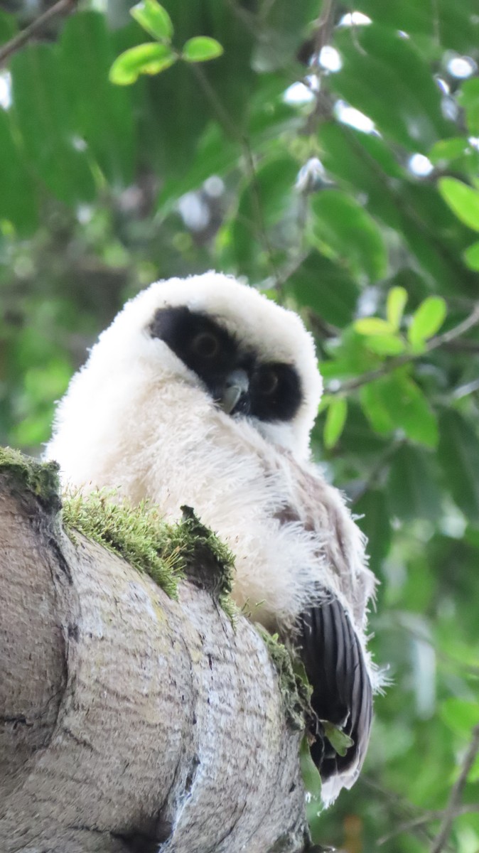 Spectacled Owl - ML646272377