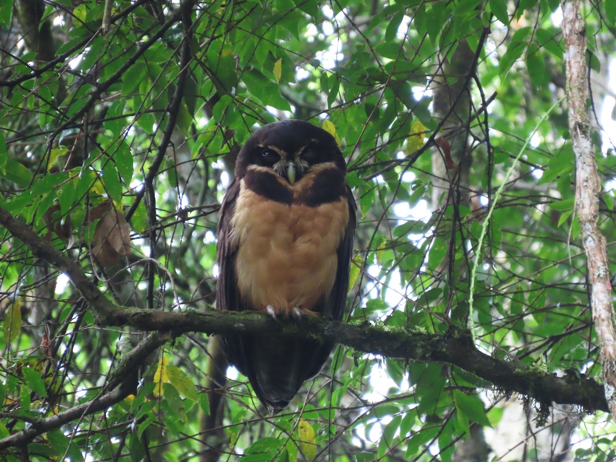 Spectacled Owl - ML646272378