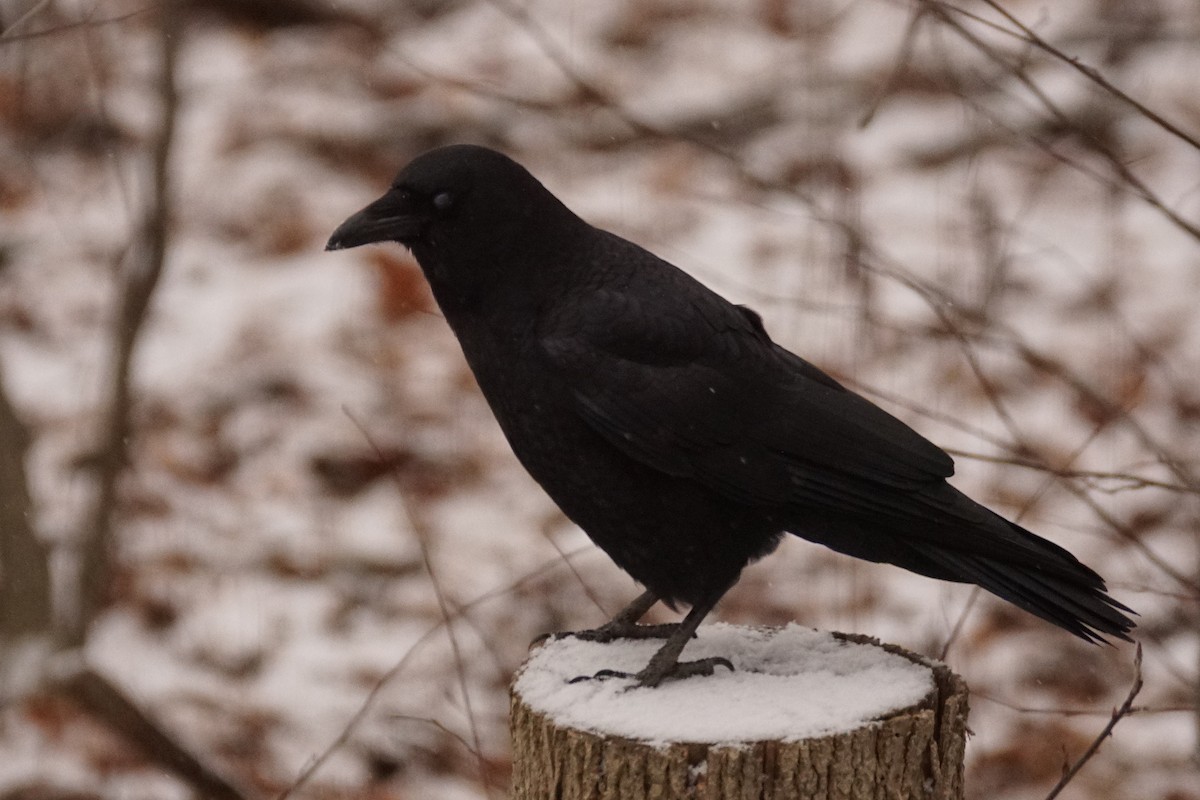 American Crow - ML646272379