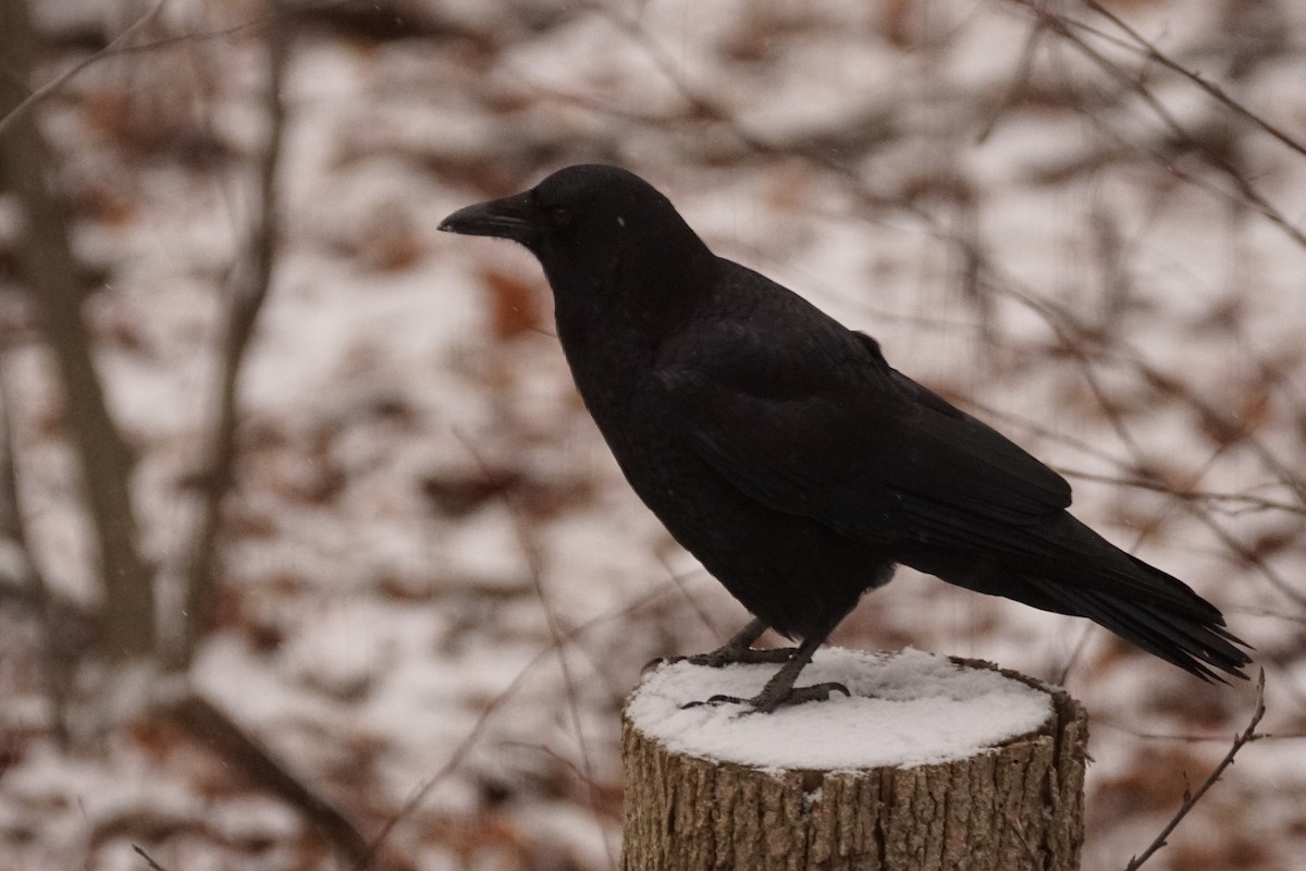 American Crow - ML646272380