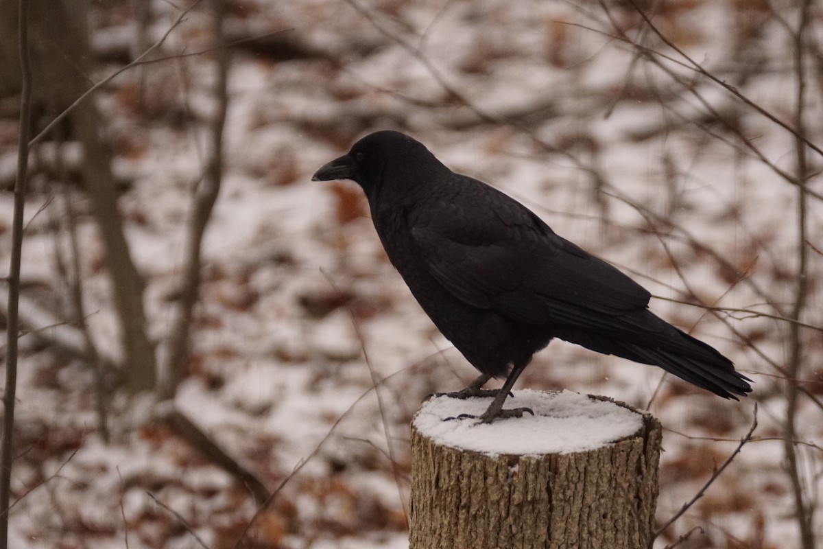 American Crow - ML646272381