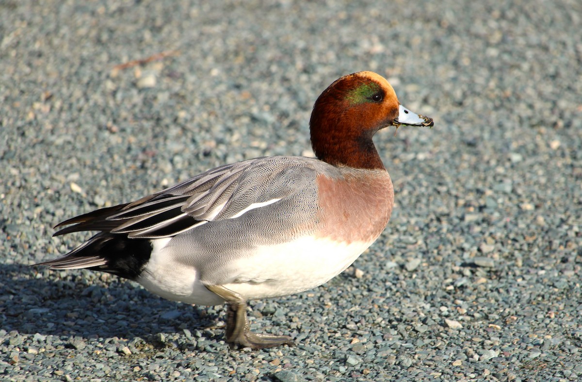 Eurasian Wigeon - ML646272382