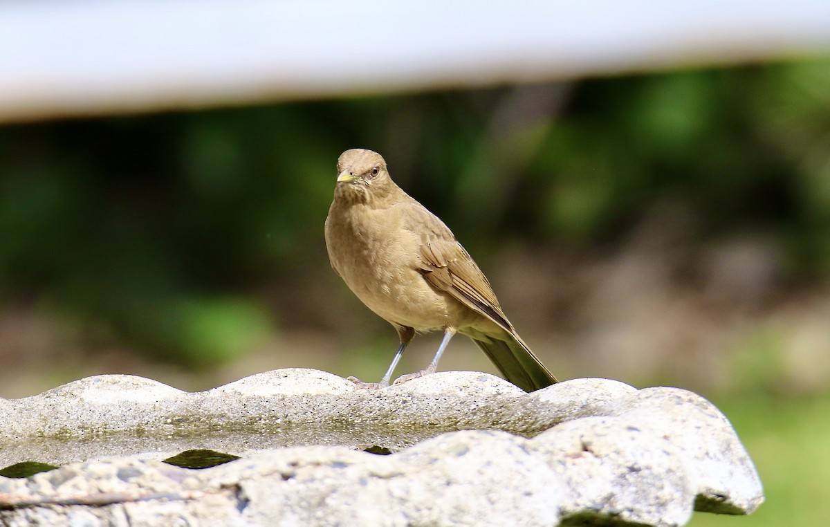 Clay-colored Thrush - ML646272383