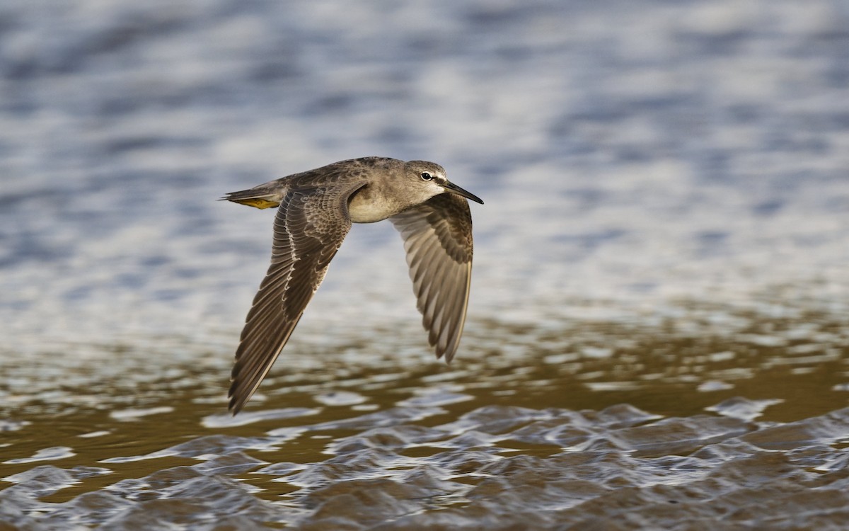 Gray-tailed Tattler - ML646272386