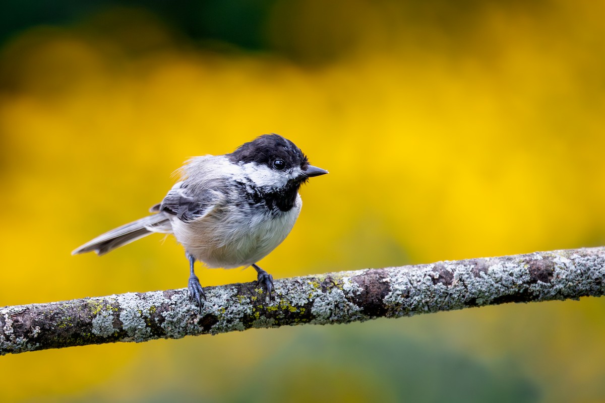 Black-capped Chickadee - ML646272388