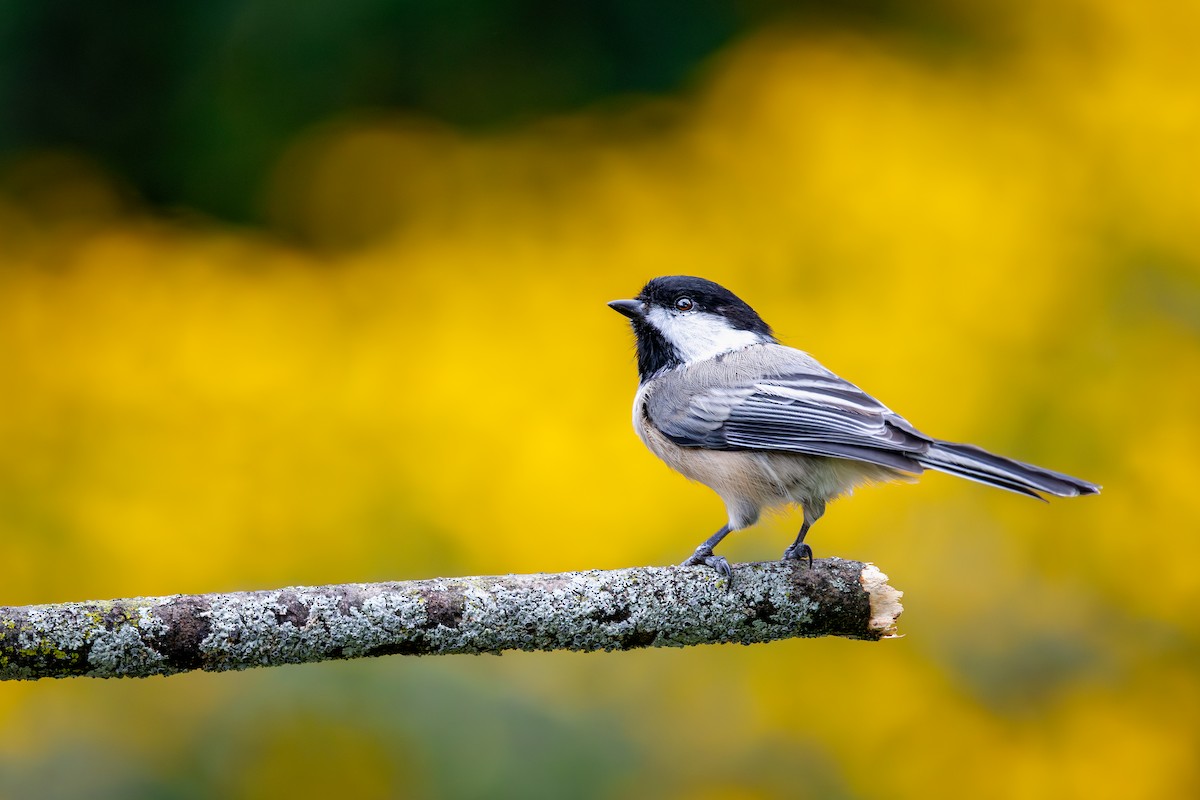 Black-capped Chickadee - ML646272389